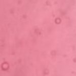 06 - Cranberry Is Back